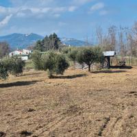 Terreno agricolo uliveto