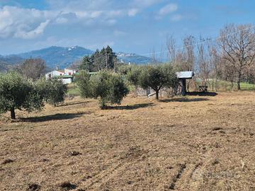 Terreno agricolo uliveto