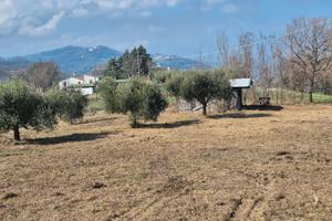 Terreno agricolo uliveto