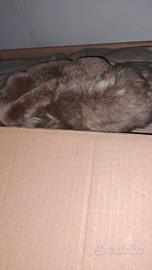 cappotti e giacconi donna usati