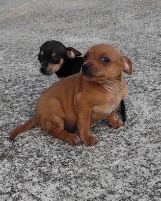 Splendidi cuccioli di pincher nano