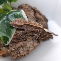 Disponibile esemplare di Ciliatus Cappuccino