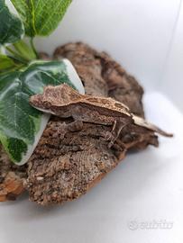 Disponibile esemplare di Ciliatus Cappuccino