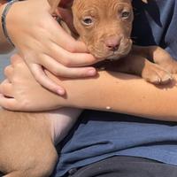 Cucciola Pitbull ukc