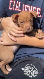 Cucciola Pitbull ukc