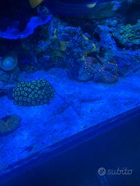 Stella Marina Archaster typicus