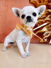 Strepitoso cucciolo chihuahua maschio