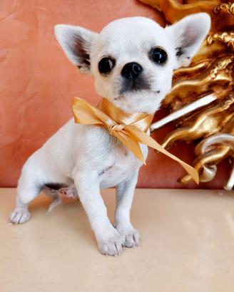 Strepitoso cucciolo chihuahua maschio