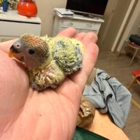 Inseparabile allevato a mano