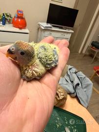 Inseparabile allevato a mano