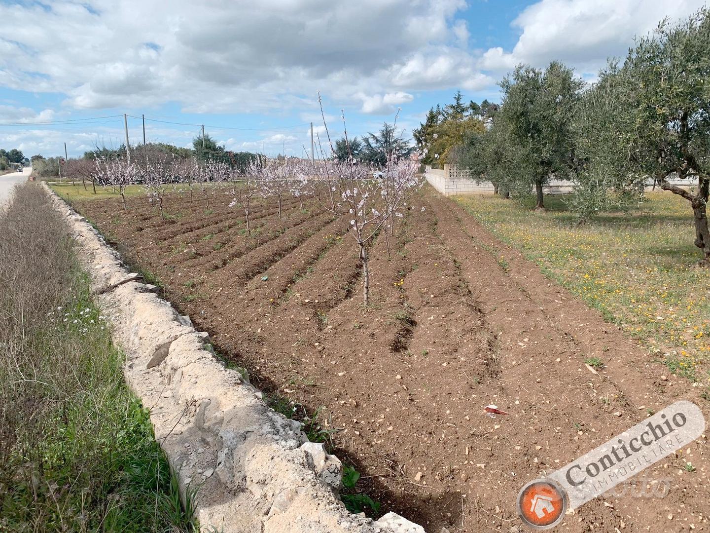 Mandorleto nuovo impianto - Vista 4