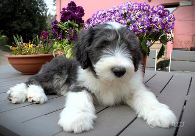 Vance - cucciolo di Bearded Collie