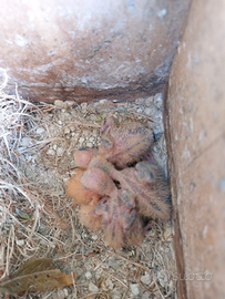 Pappagalli da inbecco