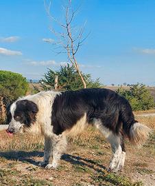 Border collie