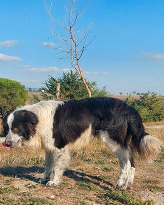 Border collie