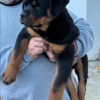 Cuccioli rottweiler
