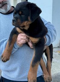 Cuccioli rottweiler