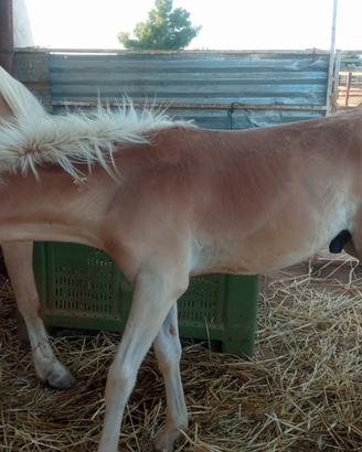 Haflinger 2026