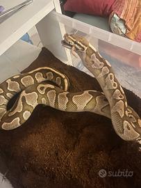 Pitone reale