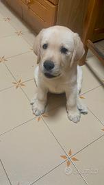 Labrador