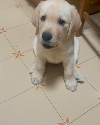 Labrador