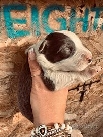 Cuccioli border collie