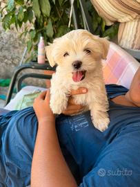 Cuccioli di Havanese