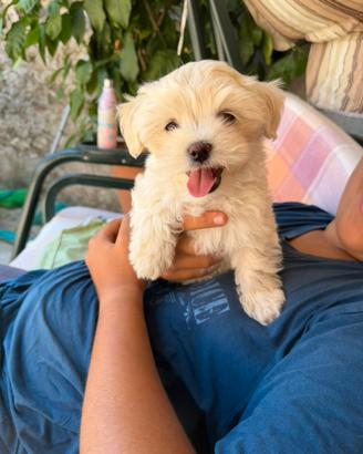 Cuccioli di Havanese