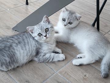 Cuccioli di SCOTTISH