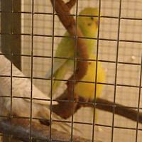 Cocorite