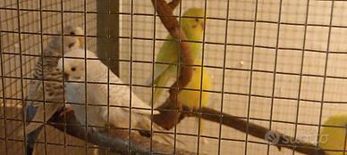 Cocorite