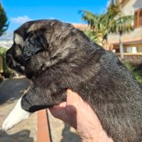 Cuccioli di pastore del caucaso alta genealogia