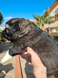 Cuccioli di pastore del caucaso alta genealogia