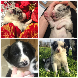 Border collie con pedigree