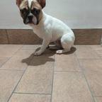 Bouledougue francese