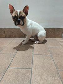 Bouledougue francese regalasi