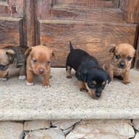 Cani piccola taglia