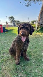 Lagotto romagnolo per monta