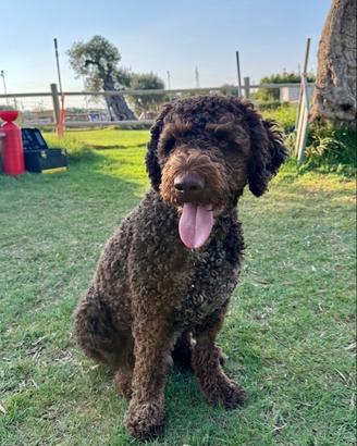 Lagotto romagnolo per monta