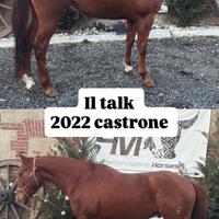 Castrone linea cutting doc americani