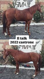 Castrone linea cutting doc americani