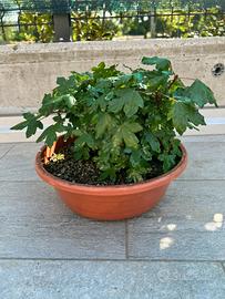 Acero campestre pre bonsai