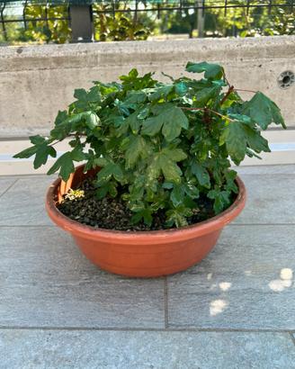 Acero campestre pre bonsai