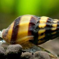 Lumache killer Anentome Helena