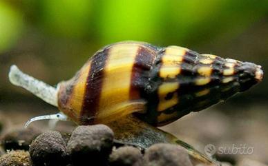 Lumache killer Anentome Helena