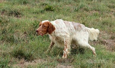 Setter Inglese maschio da caccia
