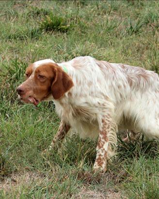 Setter Inglese maschio da caccia