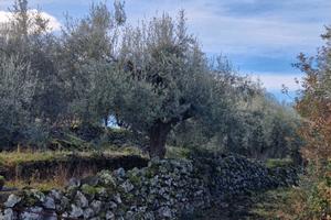 Ragalna - terreno agricolo id: ra111t