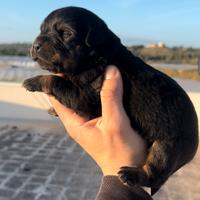 Cuccioli di rottwailer