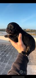 Cuccioli di rottwailer